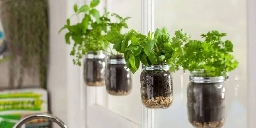 Kökünü suyun içerisine koyun ve ne kadar hızlı büyüdüğünü izleyin! Ne toprak ne de saksı: Yetişmesi için su yetiyor 5